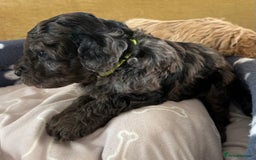 Miniature Poodle dogs for sale: Miniature Poodle Puppies  - Image 14