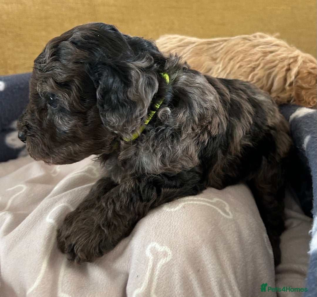 Miniature Poodle dogs for sale: Miniature Poodle Puppies  - Image 14