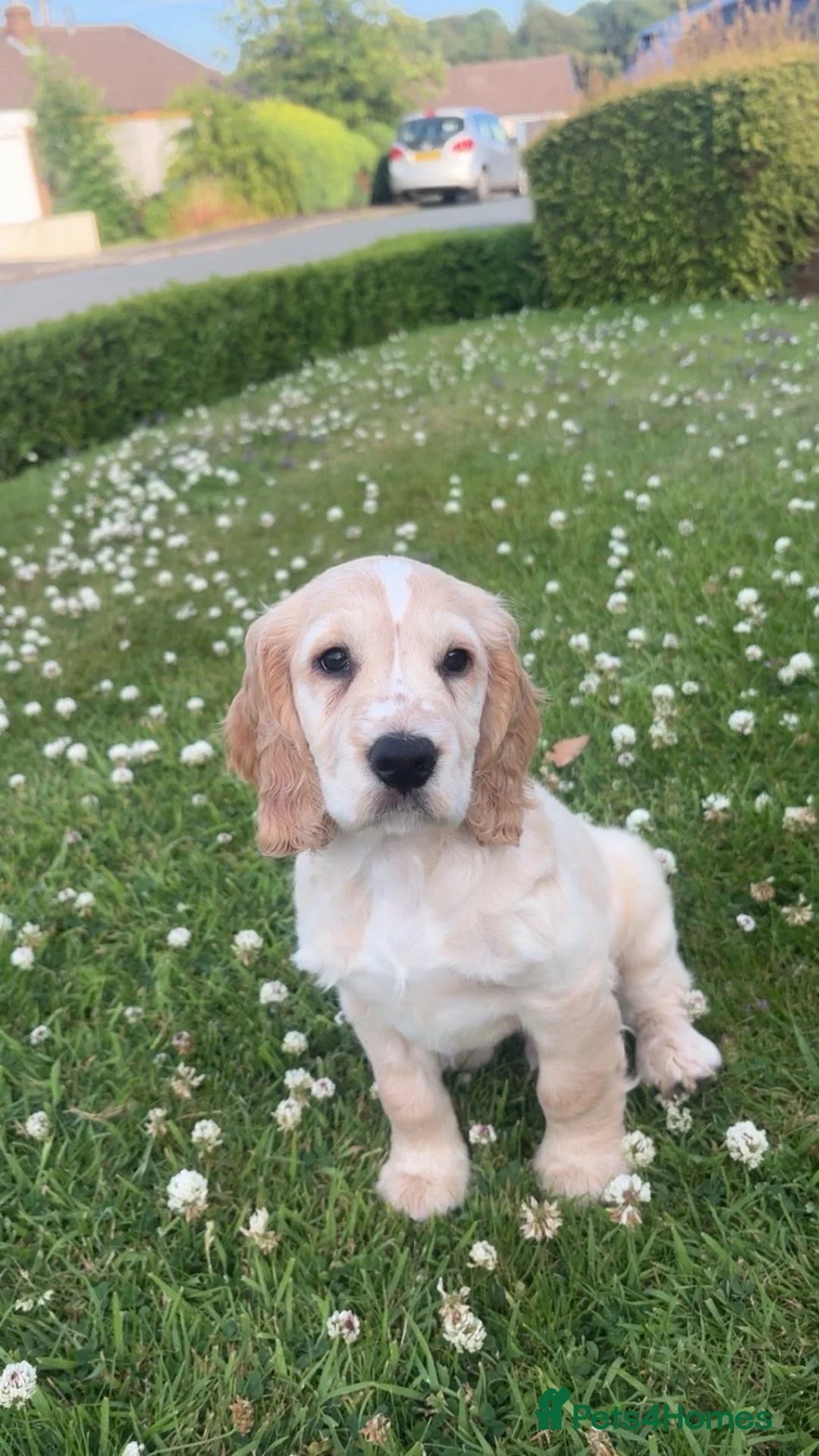 Cocker Spaniel dogs for sale: 2 beautiful boys looking for forever homes - Advert 1