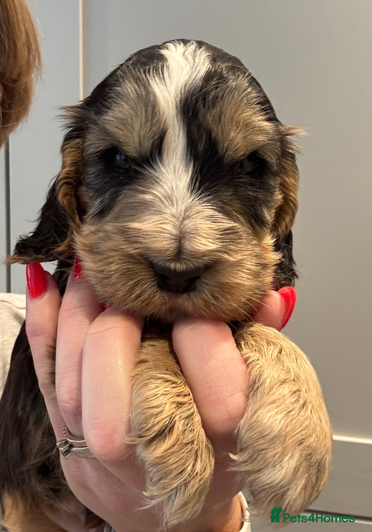 Cocker Spaniel dogs Stunning Show cocker Tri coloured boys  - Advert 2