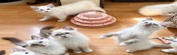 Ragdoll cats for sale: Gccf babies  - Advert 16