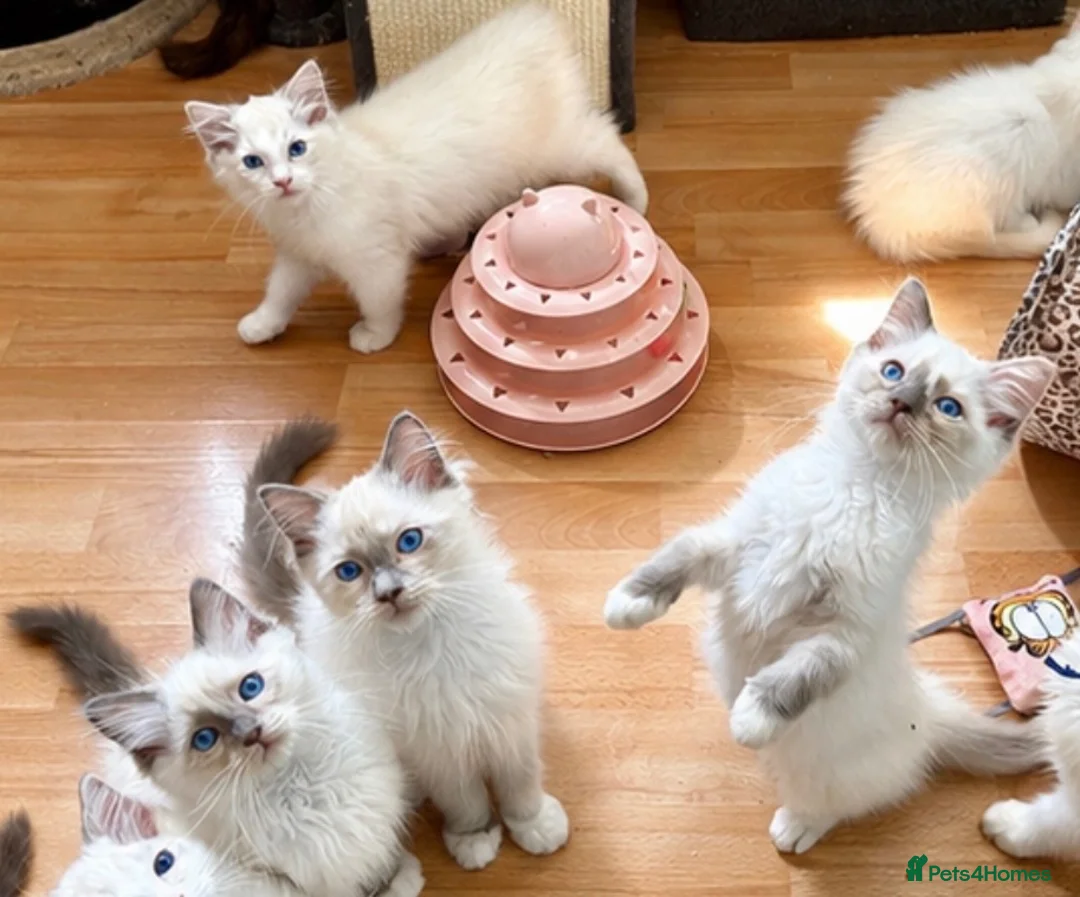 Ragdoll cats for sale: Gccf babies  - Advert 16