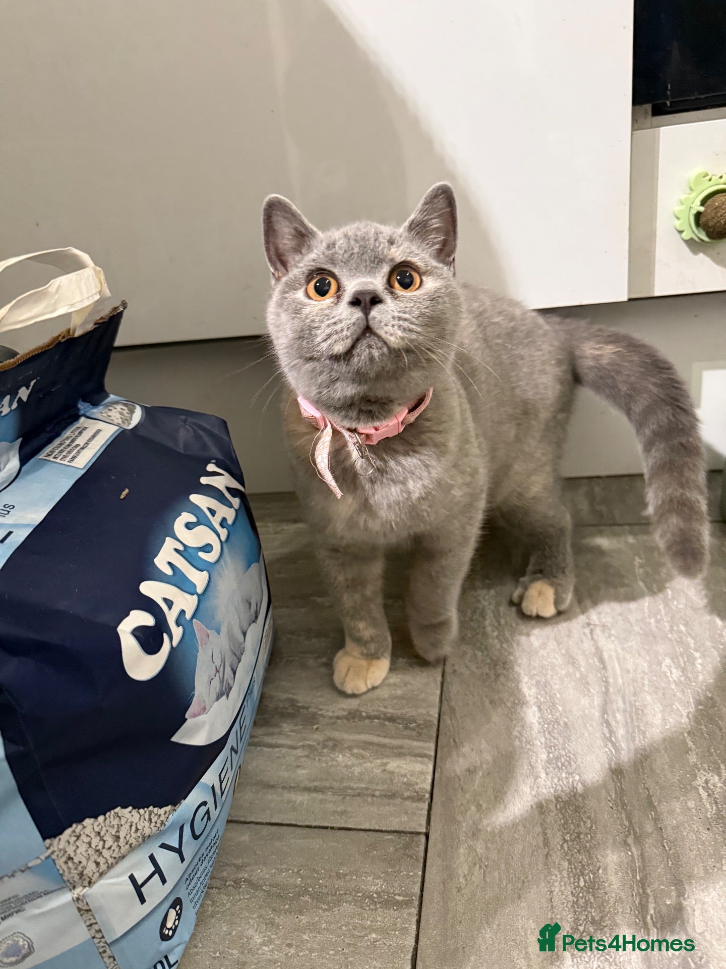 British Shorthair cats British shorthair kittens 1 girl left - Advert 5