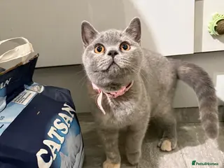 British Shorthair cats British shorthair kittens 1 girl left - Advert 11