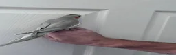 Cockatiels birds for sale: Baby hand tame cockatiel  - Advert 6