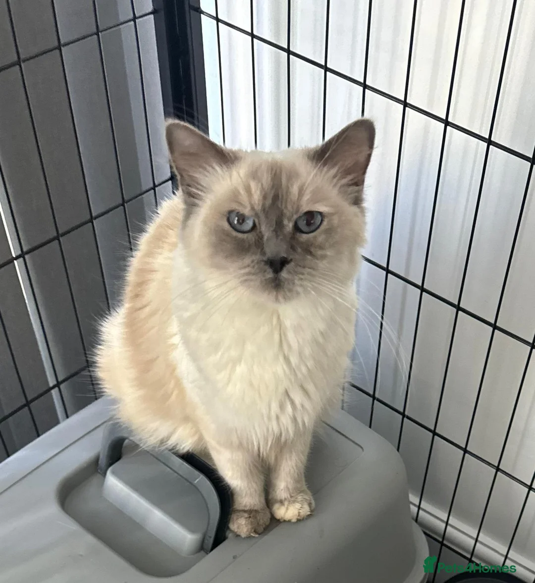 Ragdoll cats for sale: Ragdoll cat 3 years old  - Advert 2