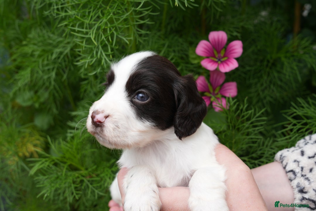 Cocker Spaniel dogs for sale: 4 male KC working cocker spaniel puppies - Image 8