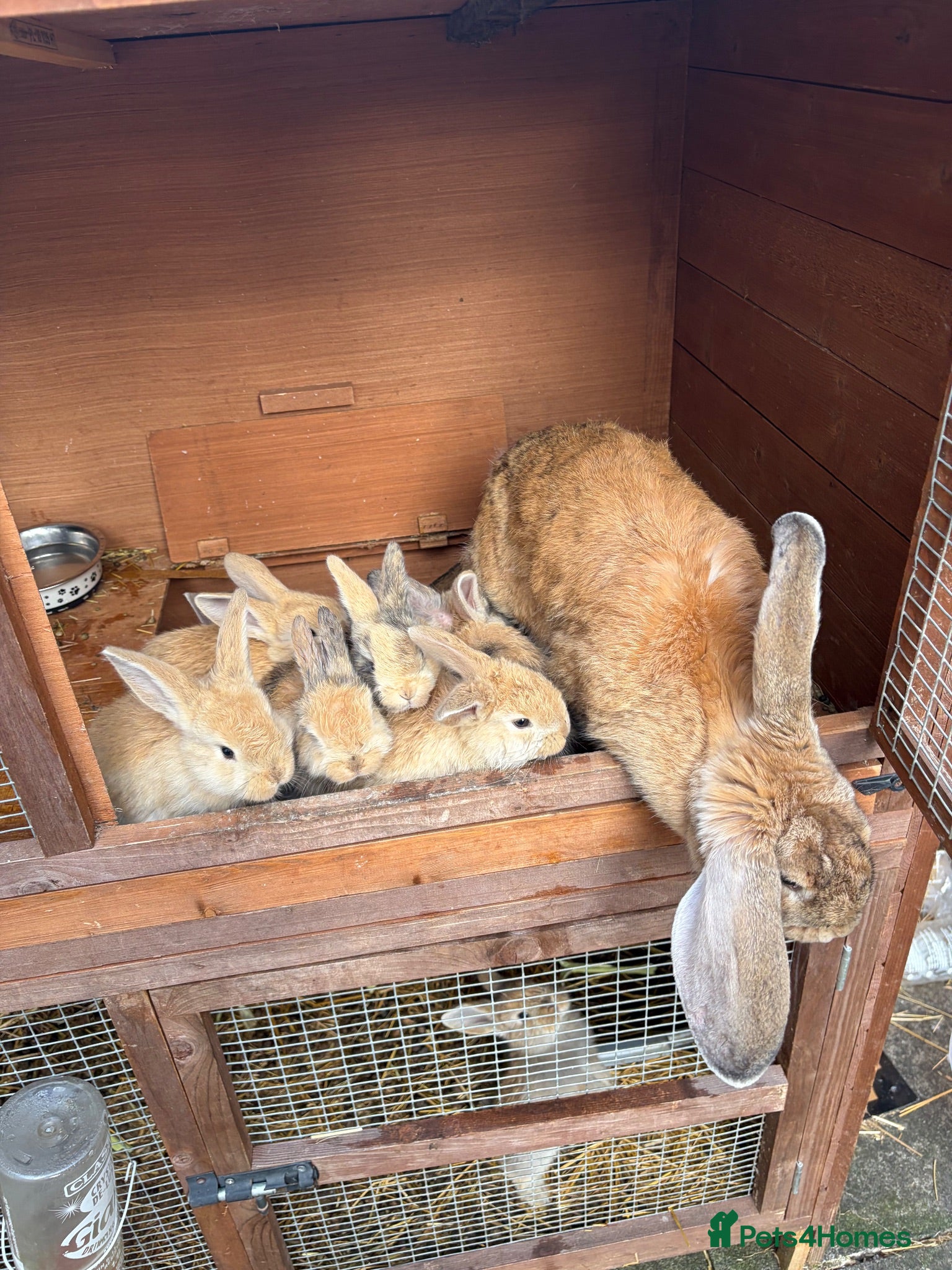 Mixed Breed rabbits Giant lop babies  - Advert 2