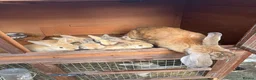 Mixed Breed rabbits for sale: Giant lop babies  - Advert 2