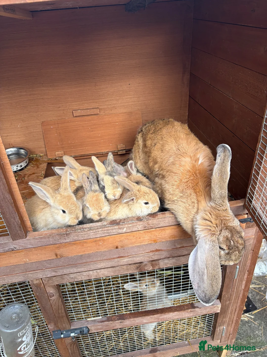 Mixed Breed rabbits for sale: Giant lop babies  - Advert 2