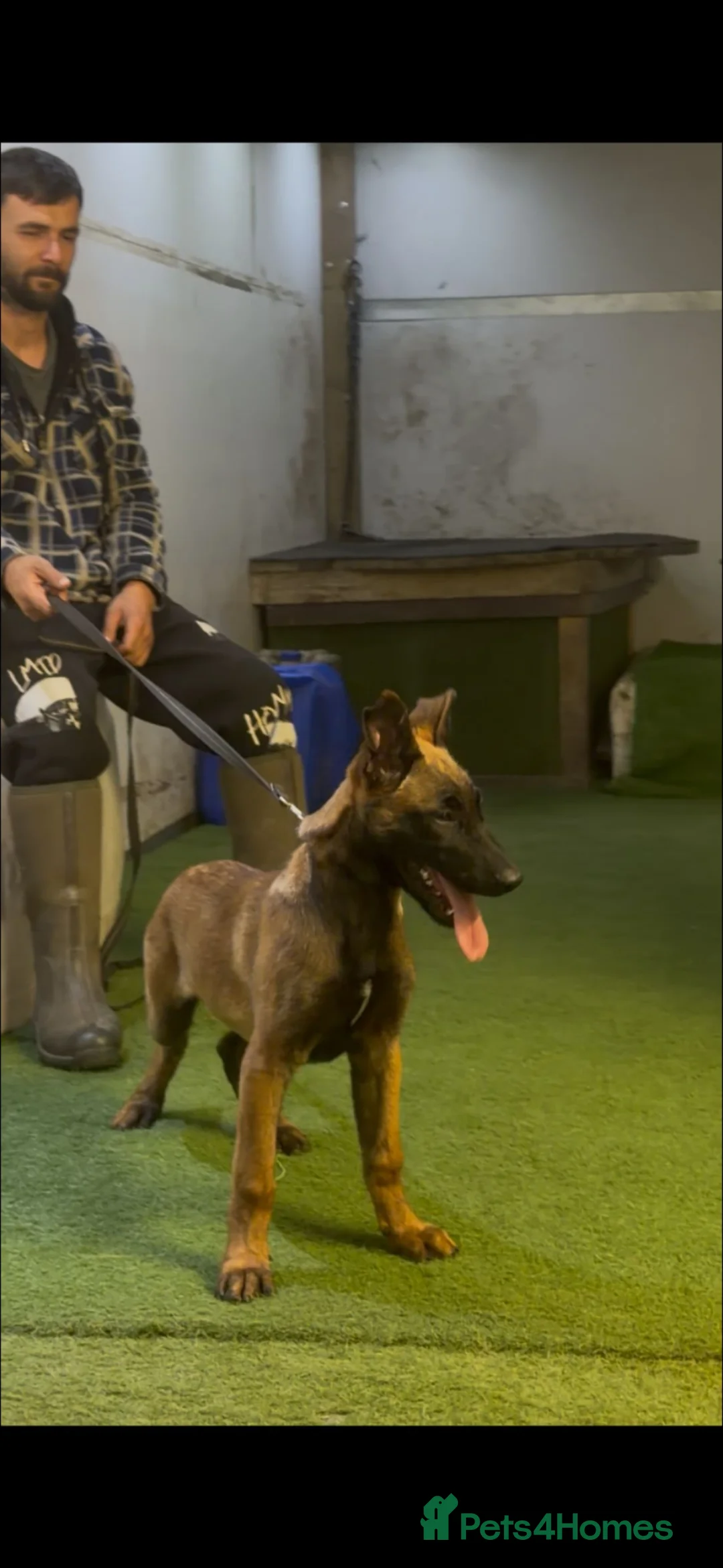 Mixed Breed dogs for sale: Male and female  - Advert 3