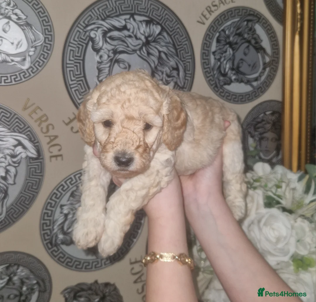 Labradoodle dogs for sale: F1b toy labradoodles - Advert 14