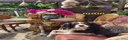 Cavalier King Charles Spaniel dogs for sale: Beautiful Cavalier King Charles Spaniel 7 Puppies - Advert 10