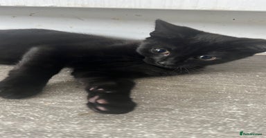 Mixed Breed cats - Advert 5