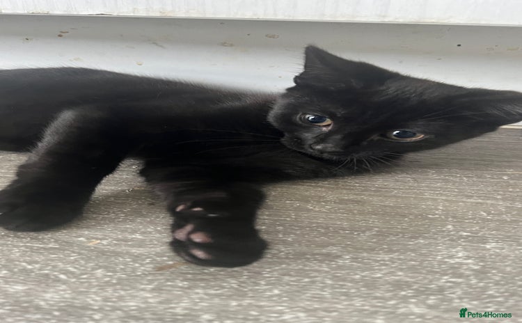 Mixed Breed cats - Advert 13