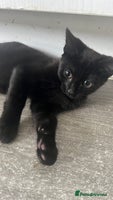 Mixed Breed cats - Advert 14
