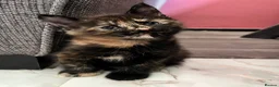 Maine Coon cats for sale: Beautiful Half Maine coon kittens  - Advert 34