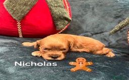 Cavapoo dogs for sale: ✨Beautiful Toy Cavapoo Puppies KC Reg parents✨ - Advert 15