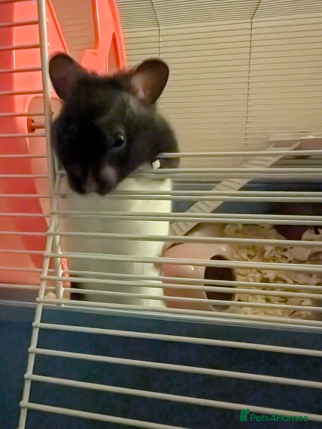 Hamster rodents for sale: Syrian hamster female  - Advert 7