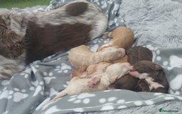 Cockapoo dogs for sale: Cockapoo puppies - Image 14