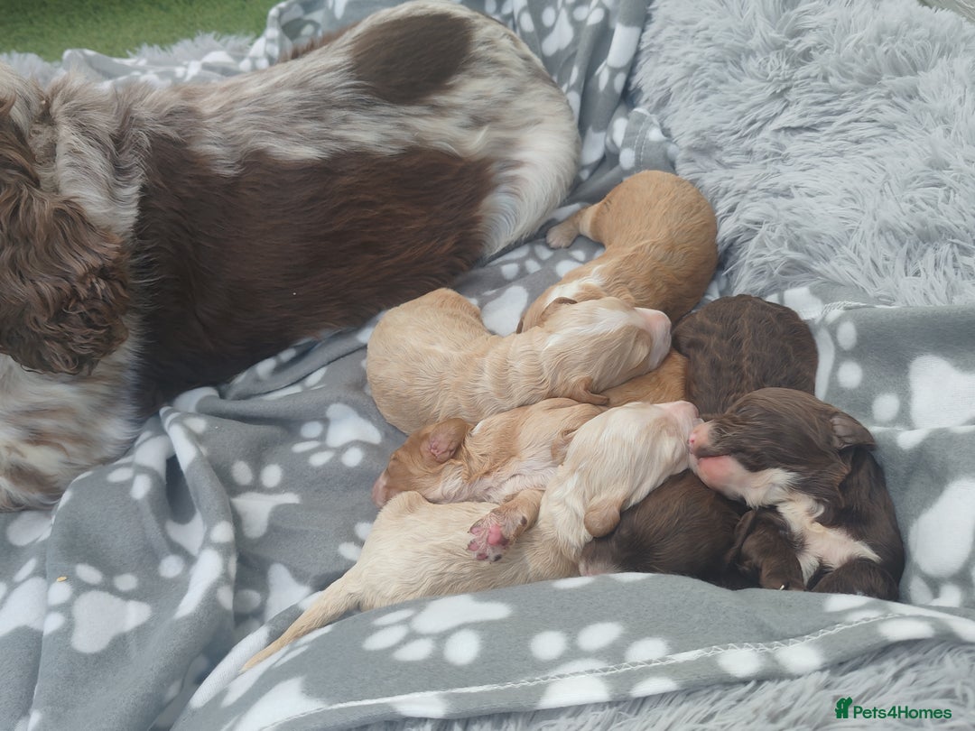 Cockapoo dogs for sale: Cockapoo puppies - Image 14