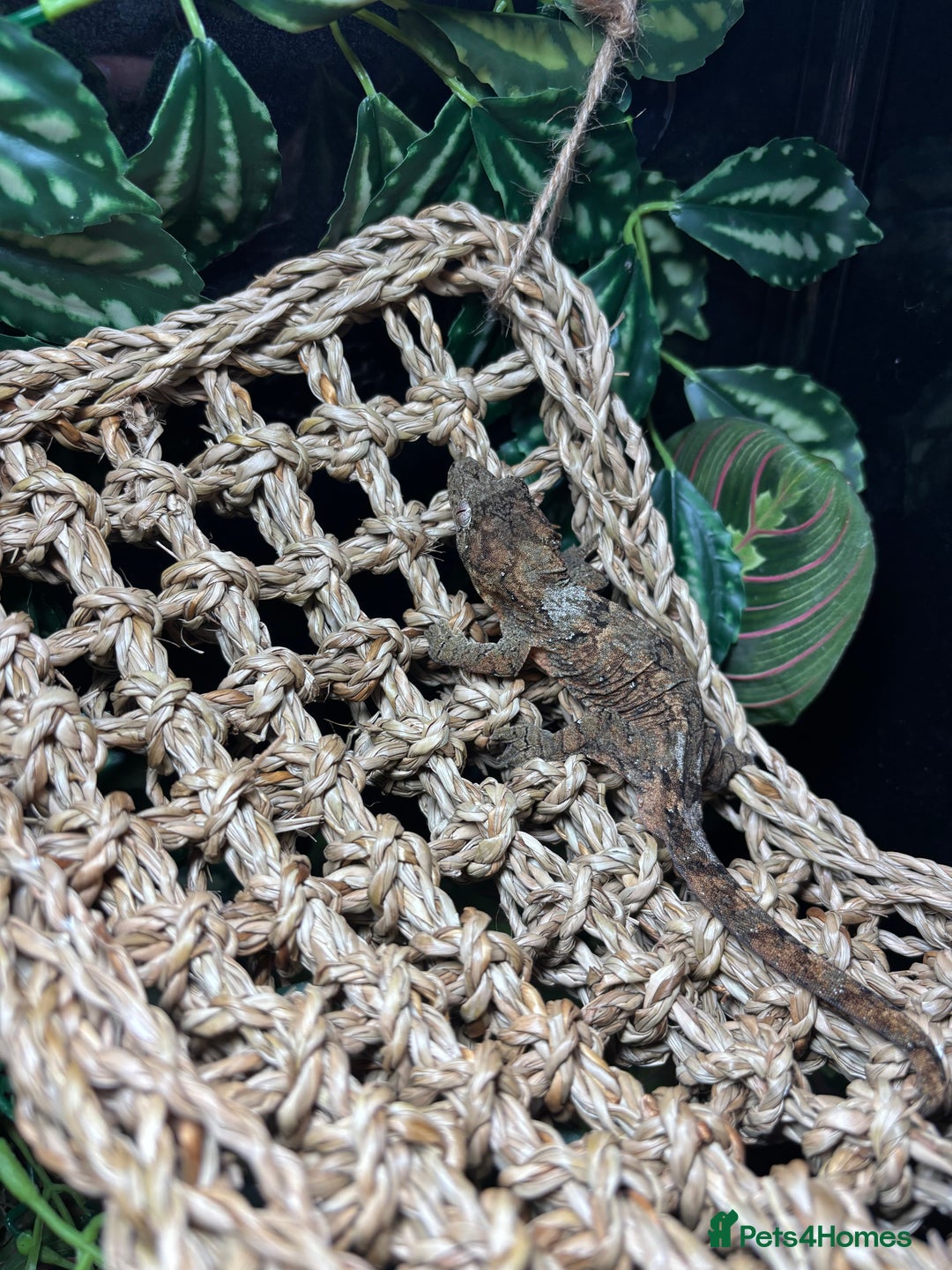 Gecko reptiles for sale: Male Mossy Gecko (Chahoua) - Advert 9