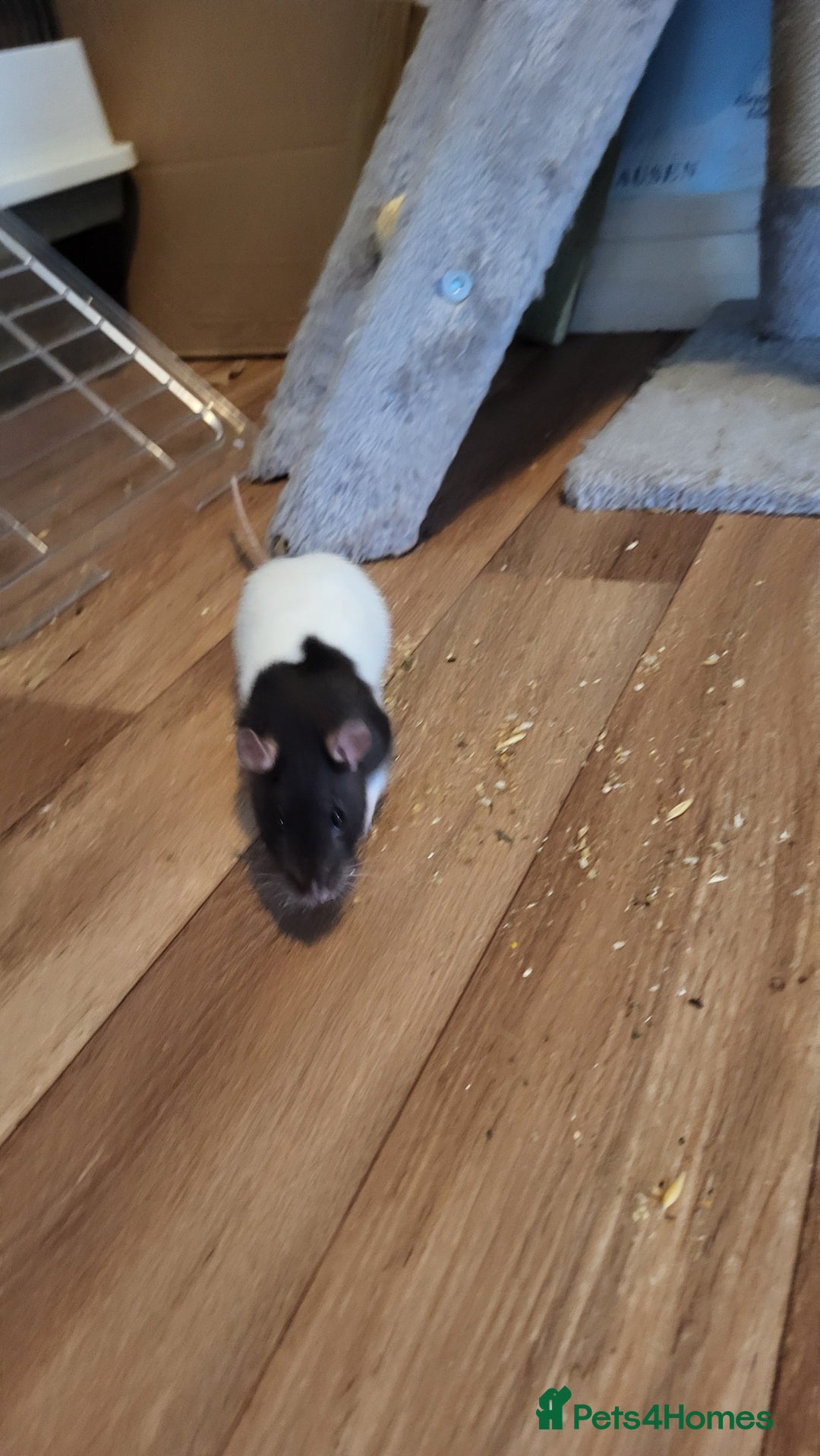 Rat rodents for sale: 4 Female Fancy Rats and Complete Setup  - Advert 11