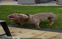 English Bulldog dogs for sale: Pablo - Image 5