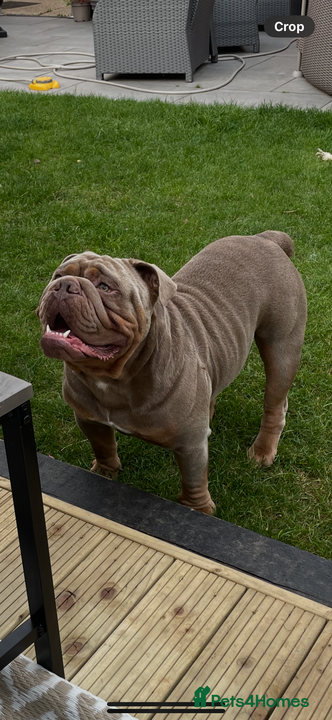 English Bulldog dogs for sale: Pablo - Image 5