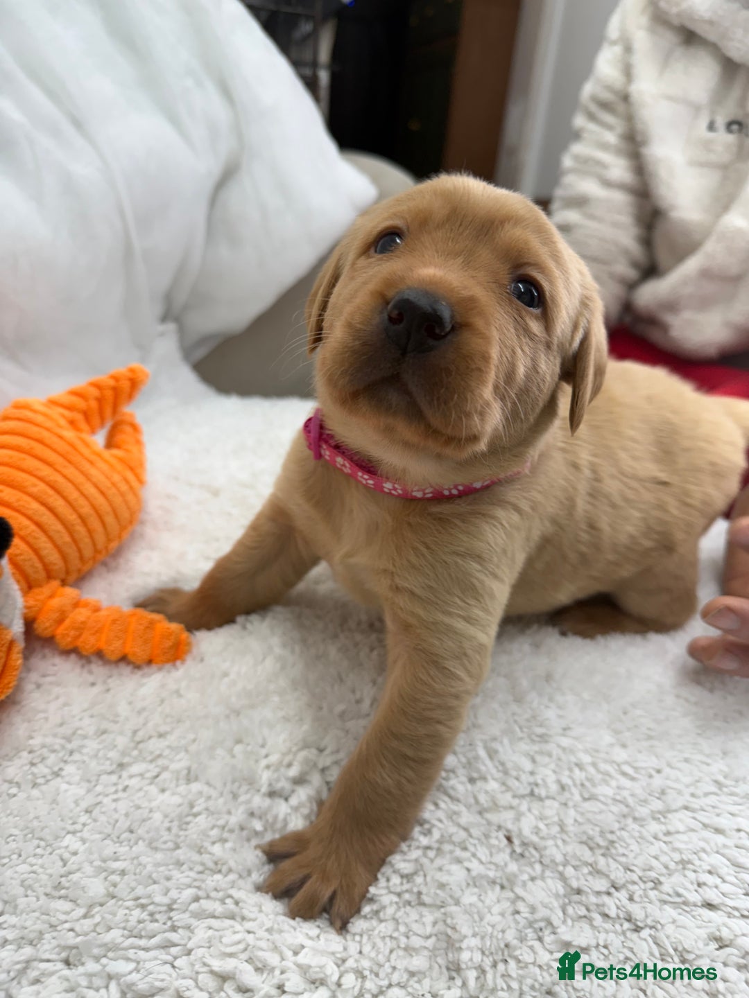 Goldador dogs for sale: Adorable Goldador Puppies - Ready 12th Feb - Advert 15