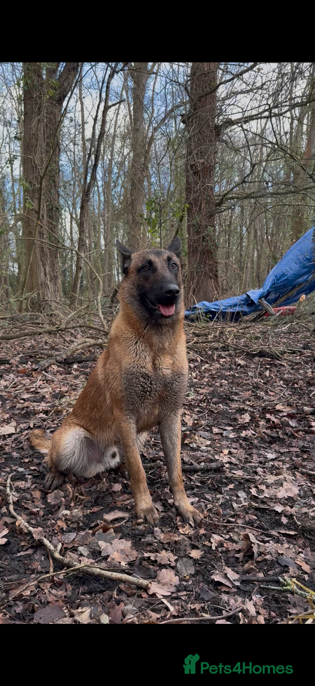 Belgian Shepherd Dog dogs for sale: Rex - 9months Pure Breed  - Advert 3