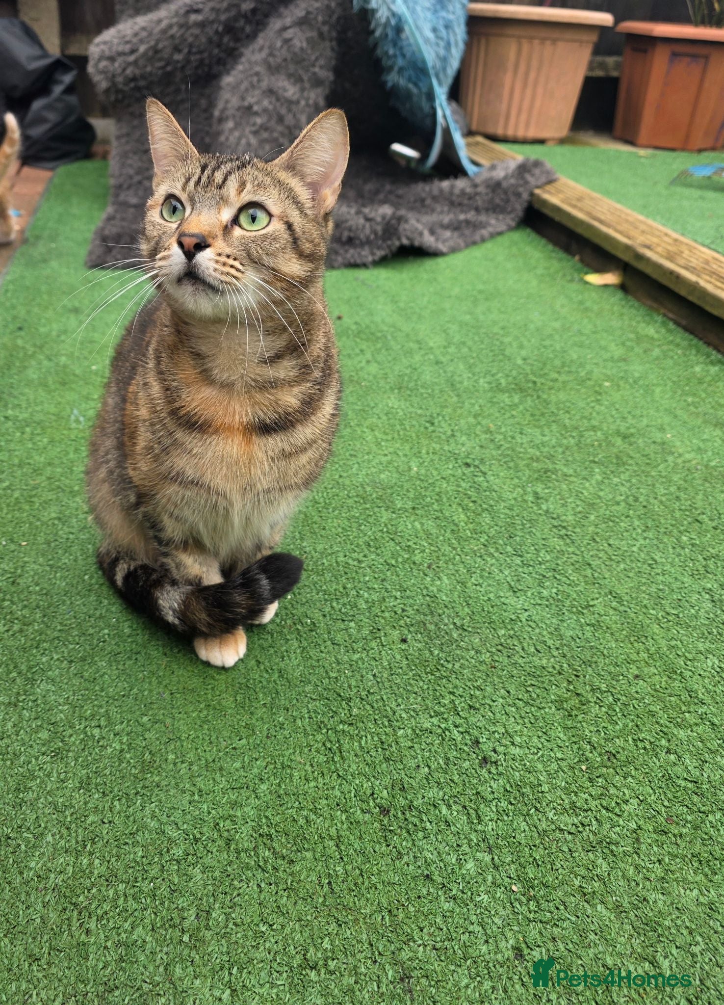 Mixed Breed cats Forever Home - Advert 3