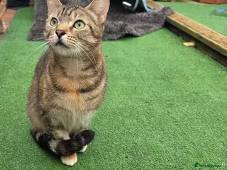 Mixed Breed cats Forever Home - Advert 2
