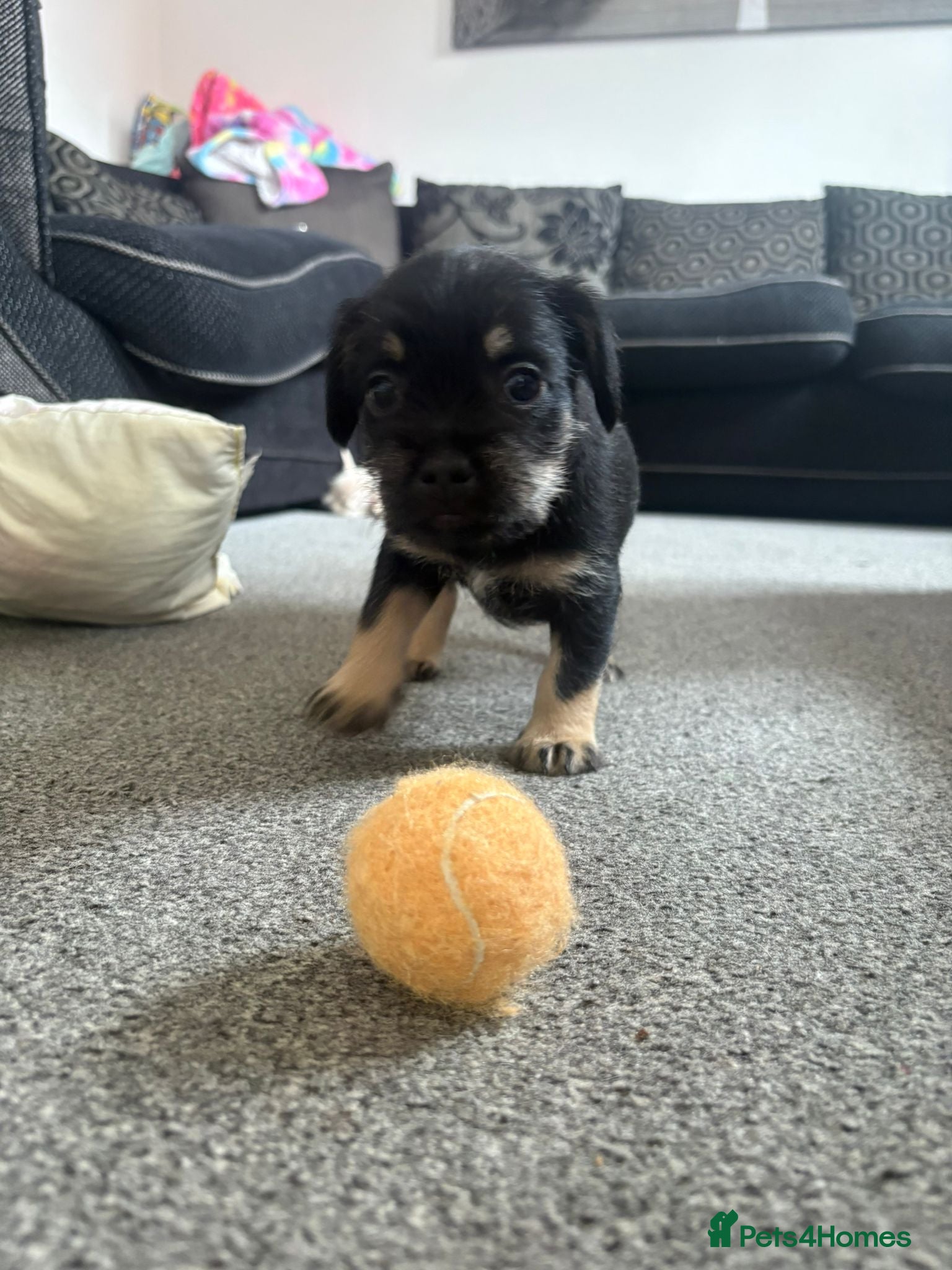 Mixed Breed dogs **READY TO GO** - Advert 1