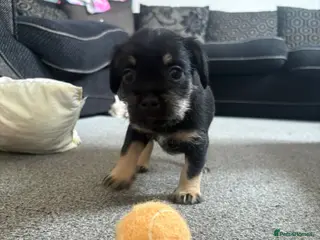 Mixed Breed dogs **READY TO GO** - Advert 2