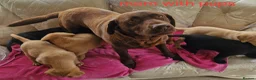 Labrador Retriever dogs for sale: 🐕🐕 6 adorable old English Labrador puppys 🐕🐕 - Advert 10