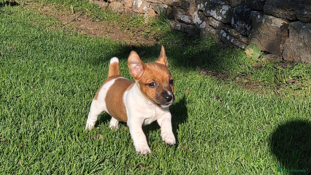 Jack Russell dogs for sale: Excellent pure bred working mini Jack Russell pups - Image 10