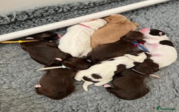 Mixed Breed dogs for sale: Mega Coated Schnockerpoo puppies - Image 15
