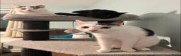 Domestic Shorthair cats for sale: 2 Bonded Brothers looking for a new home - Advert 14