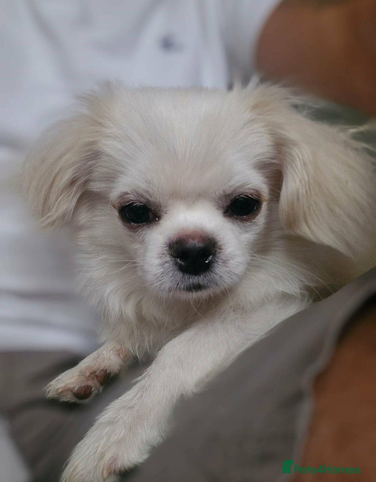 Chihuahua dogs Sooty seeking forever home  - Advert 2