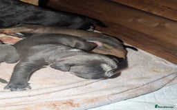 Mixed Breed dogs for sale: Puppies for sale  - Image 3