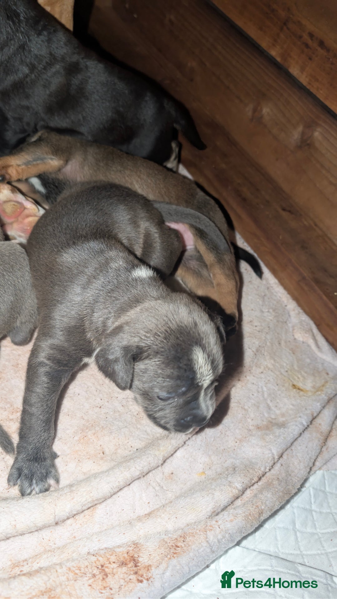 Mixed Breed dogs for sale: Puppies for sale  - Image 3