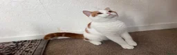 Scottish Fold cats for sale:  fluffy Scottish fold straight ears male  - Advert 4