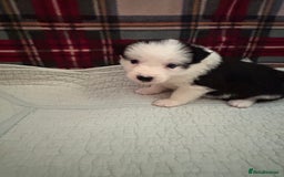 Border Collie dogs for sale: Border collie puppies for sale!!!❤️ - Image 16