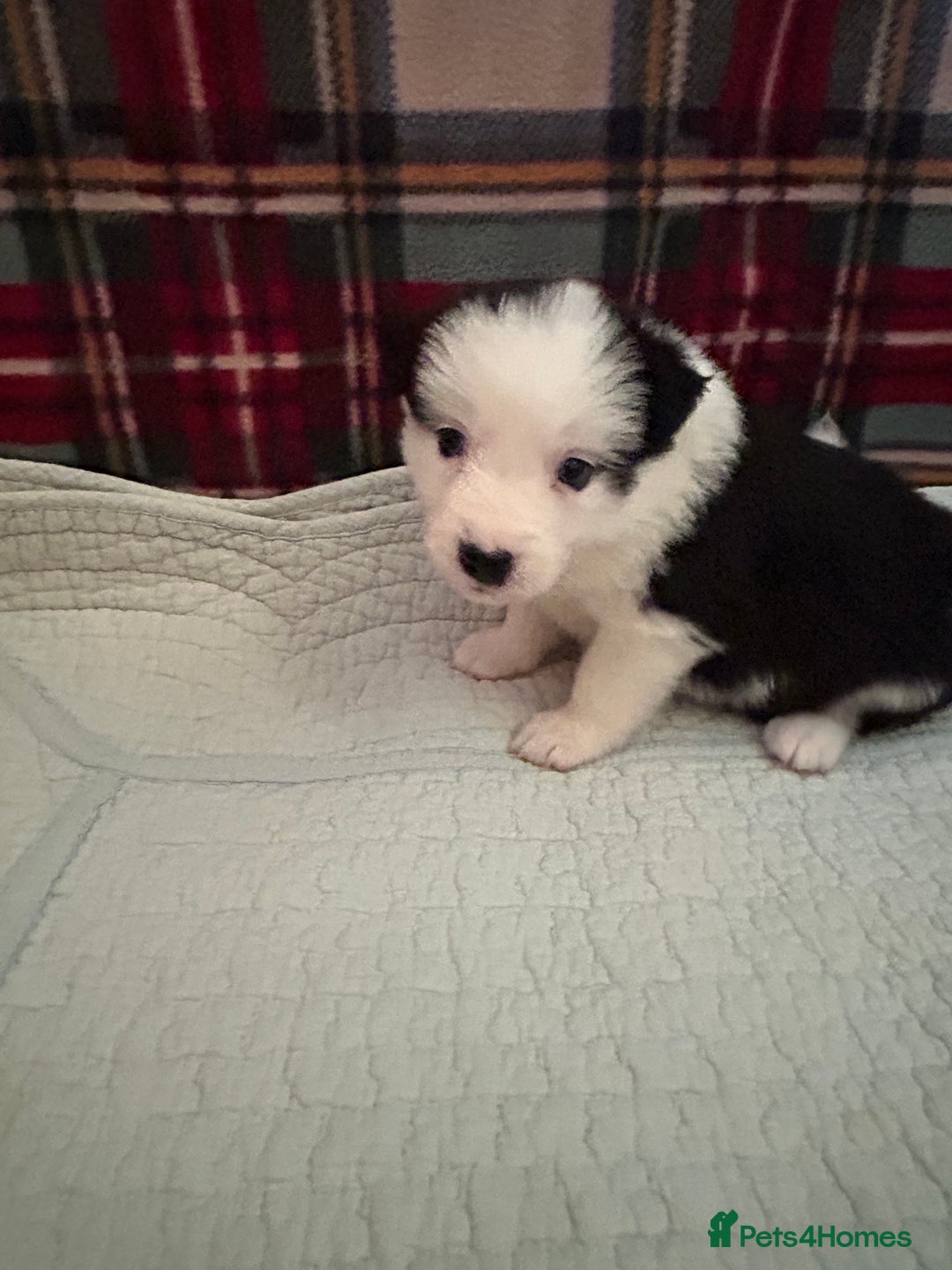 Border Collie dogs for sale: Border collie puppies for sale!!!❤️ - Image 16