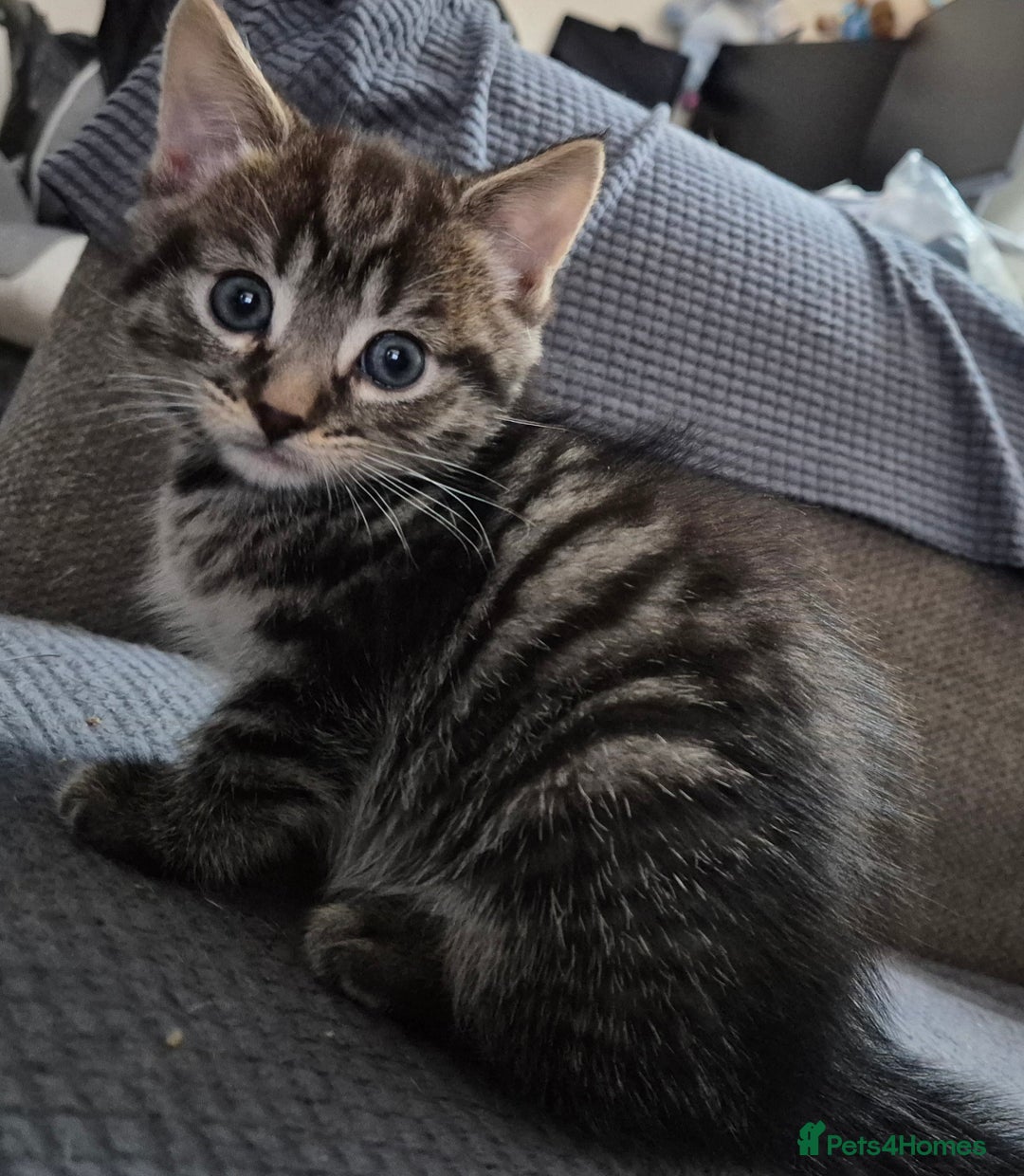 Domestic Shorthair cats for sale: Kittens for sale - Image 16