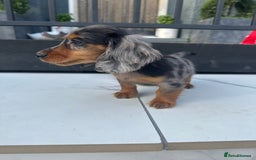 Miniature Dachshund dogs for sale: **MINI LONG HAIRED DACHSHUND** - Image 12