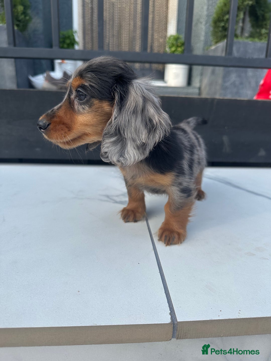 Miniature Dachshund dogs for sale: **MINI LONG HAIRED DACHSHUND** - Image 12