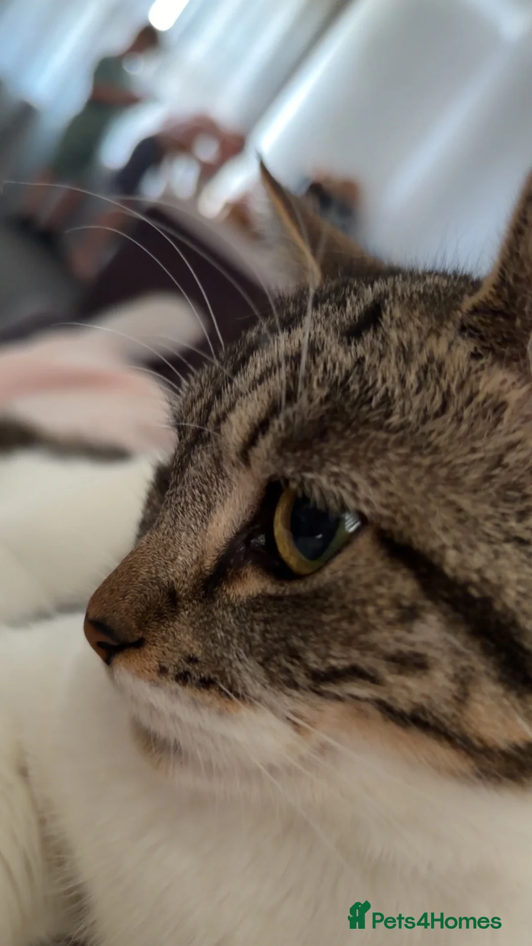 Mixed Breed cats for sale: 1 year old kitten(female)  in Sheffield - Advert 3
