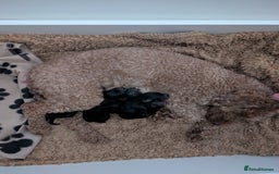 Maltipoo dogs for sale: 5 puppies  - Image 9